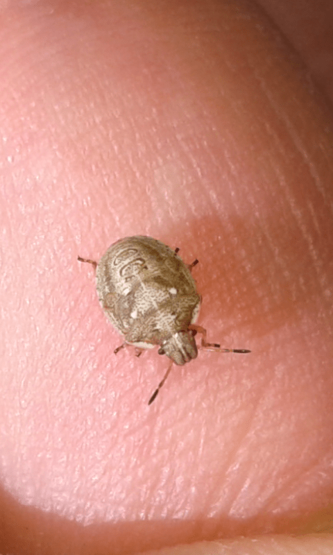 Pentatomidae : ninfa di Eysarcoris aeneus?